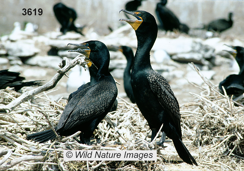 Phalacrocorax auritus